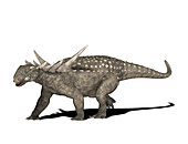 Sauropelta dinosaur,illustration