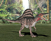 Spinosaurus dinosaur,illustration