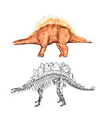 Stegosaurus dinosaur,illustration