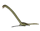 Tanystropheus prehistoric marine reptile