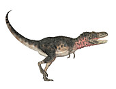 Tarbosaurus bataar dinosaur,illustration