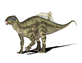 Tenontosaurus dinosaur,illustration