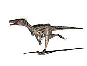 Velociraptor dinosaur,illustration