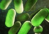Bacillus bacteria,illustration