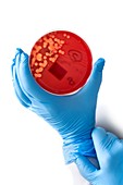 Cultured Streptococcus bacteria