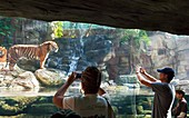 Sumatran tigers in a zoo