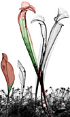 Sarracenia purpurea pitcherplants,X-ray