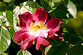 Rose (Rosa 'Greetings' ) flower