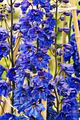 Delphinium 'Blue Tit' flowers