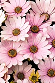 Osteospermum 'Serenity Pink' flowers