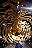 Sperm whale skeleton display