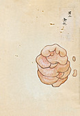 Excised tumour,19th-century Japan