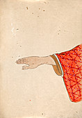 Thumb polydactyly,19th-century Japan
