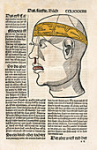 Brain functions and senses,16th century