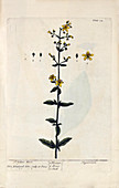 St John's wort plant,18th century
