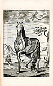 Horse musculature anatomy,17th century
