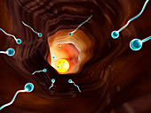 Sperm in oviduct,illustration