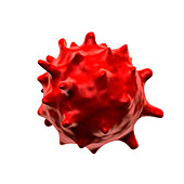 Abnormal red blood cell,illustration