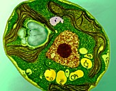 Chlamydomonas reinhardtii alga,TEM
