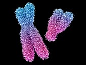 Chromosomes,illustration