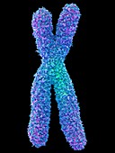 Chromosome,illustration