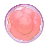 Fertilised egg cell dividing