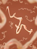 Syphilis bacteria,illustration