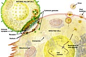 Immune synapse,illustration