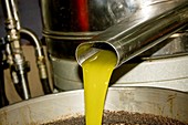 Olive oil press