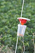 pest trap in an agricultural field