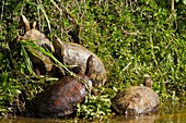 Caspian turtle (Mauremys caspica)