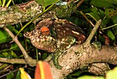 Panther Chameleon (Furcifer pardalis)