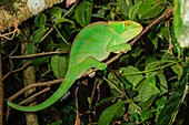 Globe-horned Chameleon