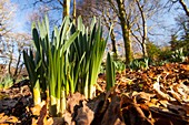 Daffodils in spring in Ambleside