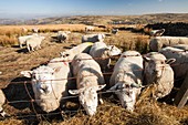 Sheep feeding on hay on Ovenden moor