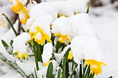 Daffodils covered in snow,Ambleside