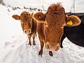 Cows in winter