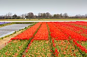 Tulip fields near Keukenhof,Lisse