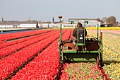 Farmer taking the heads of tulips