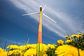 Colourful wind turbines in polders