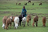 Young shepherd near Debarq