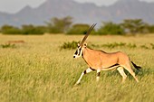 Beisa Oryx running in Awash National Park