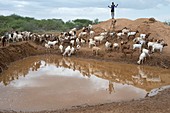 A sheperd tending goats at a waterhole