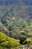 Subsistence farming in Simien mountains
