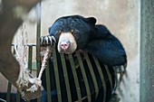 Bornean sunbear (captive)