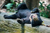 Bornean sunbear (captive)