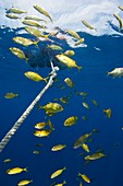 School around a fish aggregation device