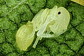 Ant pupa,light micrograph
