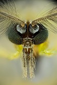 Midge head,light micrograph