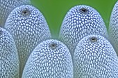 Insect eggs on a leaf,light micrograph